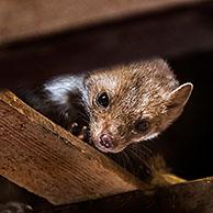 Beech marten / stone marten (Martes foina) looking down from beam in wooden roof truss of barn / shed / house